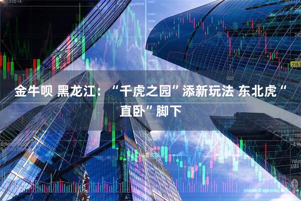 金牛呗 黑龙江：“千虎之园”添新玩法 东北虎“直卧”脚下